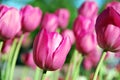 Pink tulips