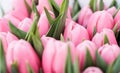 Pink tulips background Royalty Free Stock Photo