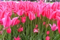 Pink Tulips Background Royalty Free Stock Photo