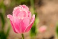 Pink tulips background Royalty Free Stock Photo