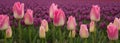 Pink tulips