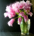 pink tulips behind the glass window in the house Royalty Free Stock Photo