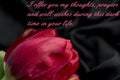 Pink tulips on black background with text condolence sympathy