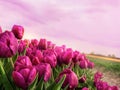 Pink tulips bloom in field under a cloudy sky. Sunset, dawn, flower business, floriculture, flowers for holidays, nature Royalty Free Stock Photo
