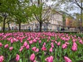 Pink tulips in bloom in Toronto