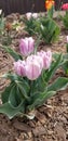 Pink tulips blooming in an Arizonan Spring. Royalty Free Stock Photo