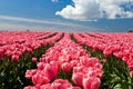 Pink tulips blooming in a field in Mount Vernon, Washington