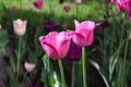 Pink tulips blooming in a flower bed in the park Royalty Free Stock Photo