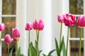 Pink tulips blooming in front of house window.