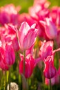 Pink tulips