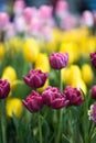 Pink tulips blooming in a tulip field in garden Royalty Free Stock Photo