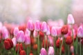 Pink tulips blooming in a tulip field in garden Royalty Free Stock Photo