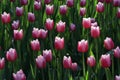 Pink tulips blossom in the sunlight