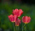 Pink tulips Royalty Free Stock Photo
