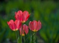 Pink tulips Royalty Free Stock Photo