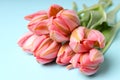 Pink tulips on blue background, close up Royalty Free Stock Photo