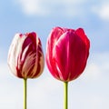 Pink Tulips on blue sky Royalty Free Stock Photo