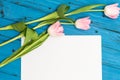 Pink tulips on a blue wooden board Royalty Free Stock Photo