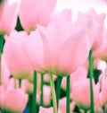 Pink tulips on blurred background, close up. Spring flowers in the garden with bokeh effect for floral wallpaper, flyers, banners Royalty Free Stock Photo