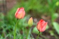 pink tulips on a blurred green background. tulips close-up in a spring blooming garden Royalty Free Stock Photo