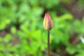 pink tulips on a blurred green background. tulips close-up in a spring blooming garden Royalty Free Stock Photo