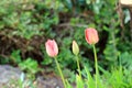 pink tulips on a blurred green background. tulips close-up in a spring blooming garden Royalty Free Stock Photo