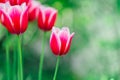 pink tulips on a blurred green background. tulips close-up in a spring blooming garden.Floral pink background Royalty Free Stock Photo