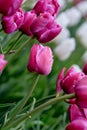 Pink tulips on a blurry green background