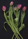 Pink tulips