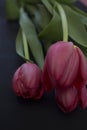 Pink tulips