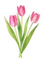 Pink tulips bouquet isolated on white background Royalty Free Stock Photo