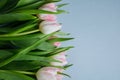 Pink tulips bouquet on light blue background close up with copy space Royalty Free Stock Photo