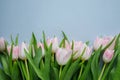 Pink tulips bouquet on light blue background with copy space Royalty Free Stock Photo