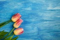 Three pink tulips on blue wooden background Royalty Free Stock Photo