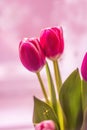 Pink tulips, a bouquet of spring flowers, nature