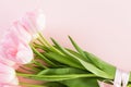 Pink tulips Royalty Free Stock Photo