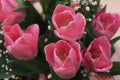 Pink tulips in a bouquet for your favorite.