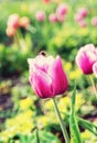 Pink tulips with bumblebee in the garden, retro filter Royalty Free Stock Photo