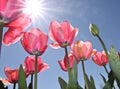 Pink Tulips - Canberra's Floriade festival Royalty Free Stock Photo