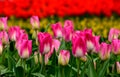 Pink tulips close up in Holland , spring time flowers in Keukenhof Royalty Free Stock Photo