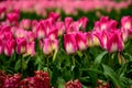 Pink tulips close up in Holland , spring time flowers in Keukenhof Royalty Free Stock Photo