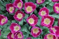 Pink Tulips close up in keukenhof garden Royalty Free Stock Photo