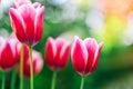 Pink tulips close-up in a spring blooming garden.Floral pink background. Spring pink flowers .Variegated tulips with Royalty Free Stock Photo