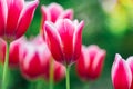 Pink tulips close-up in a spring blooming garden.Floral pink background. Spring pink flowers .Variegated tulips with Royalty Free Stock Photo