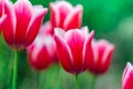 Pink tulips close-up in a spring blooming garden.Floral pink background. Variegated tulips with white border. Royalty Free Stock Photo