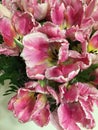 Pink tulips close up Royalty Free Stock Photo