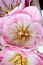 Pink tulips close-up. Yellow stamens and pestle, selective focus. Royalty Free Stock Photo