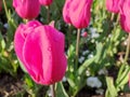 Wet pink tulips in a garden closeup