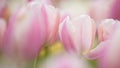 Pink tulips. Colorful tulips in spring season