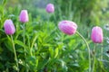 Pink tulips covered in morning dew Royalty Free Stock Photo